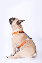 Load image into Gallery viewer, Saiyan Dog