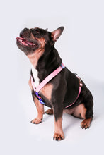 Load image into Gallery viewer, Capsule Corp Dog