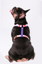 Load image into Gallery viewer, Capsule Corp Dog