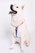 Load image into Gallery viewer, Saiyan Dog