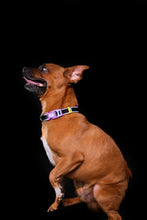 Load image into Gallery viewer, Dog of Destruction